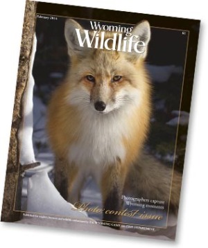 wildlife photo contest